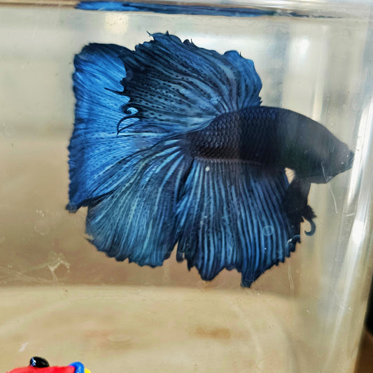 SOLID COLOR SPECIAL TAIL HALFMOON BETTA 260907 premium Betta Fish detail
