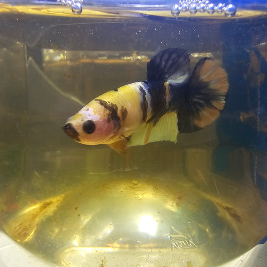 FULL COLOR YELLOW CANDY FEMMINA （BREEDING GRADE

）/种母级满色黄糖果251150