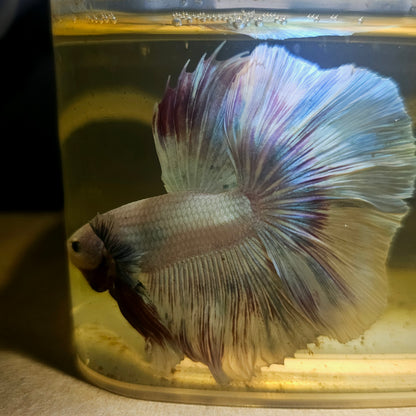 Light Color Dumbo Rosetail Dumbo Halfmoon Betta(OHM) 2605B57