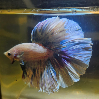 Light Color Rosetail Halfmoon Betta 2605A53