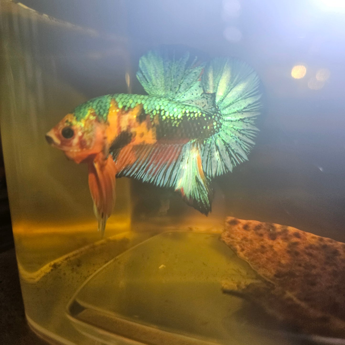 METALIC CANDY BETTA 260401