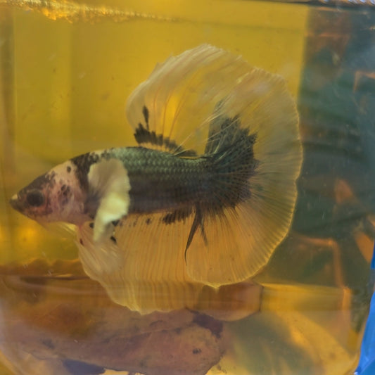 COPPER DUMBO HALFMOON (OHM)/黑铜透明尾大耳半月251074