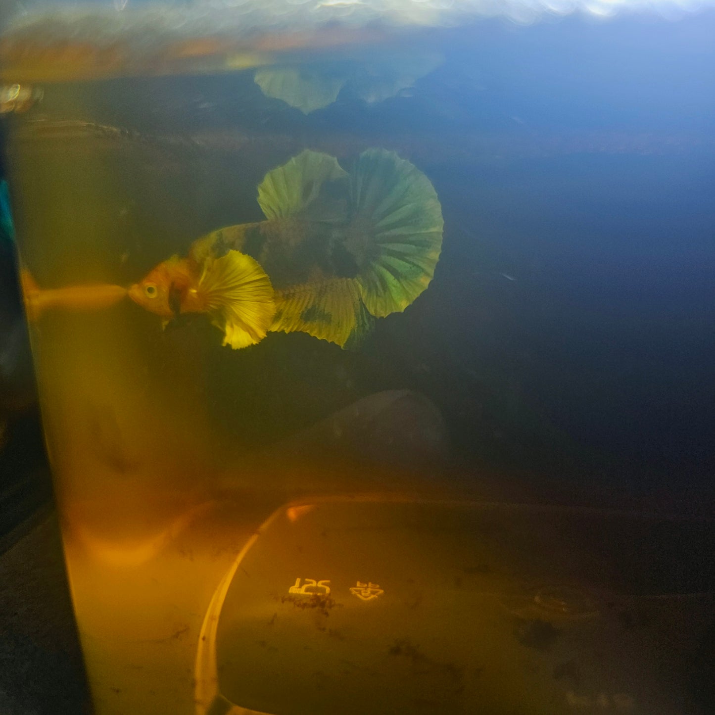 CANDY DUMBO BETTA 260402
