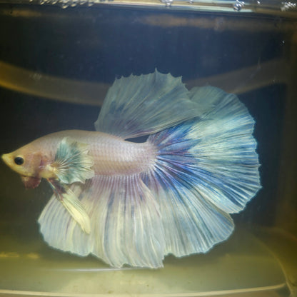 Light Color Dumbo Rosetail Halfmoon Betta(OHM)2605A16