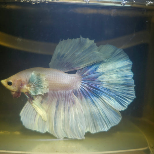 Light Color Dumbo Rosetail Halfmoon Betta(OHM)2605A16