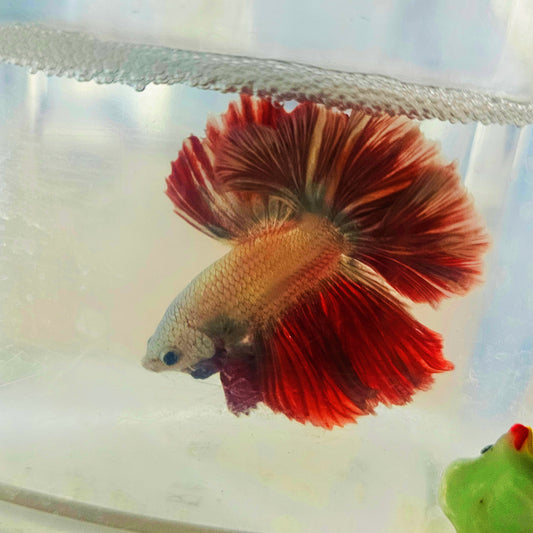 DARK COPPER COLOR SPECIAL TAIL HALFMOON BETTA 260916 premium Betta Fish detail