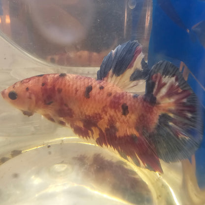 CANDY GIANT 7+/8CM 糖果巨斗将军251239