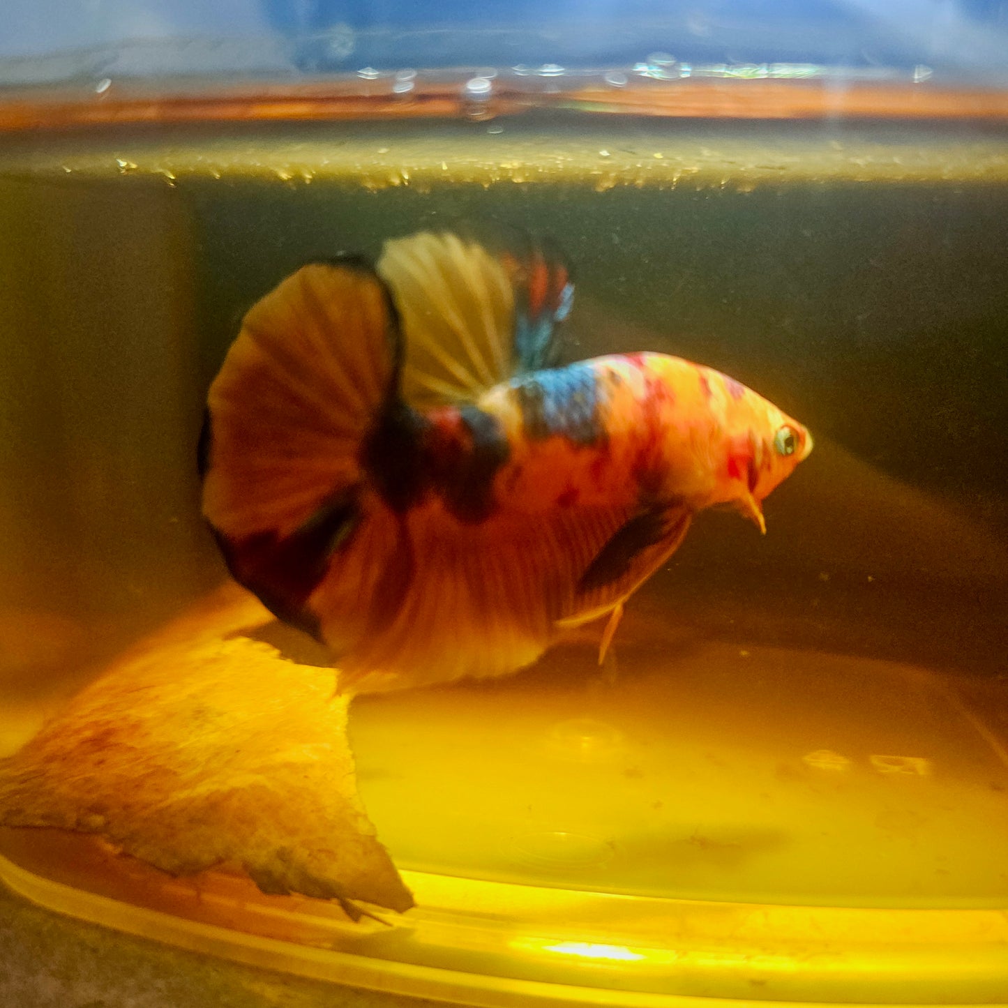 NEMO CANDY BETTA 260444
