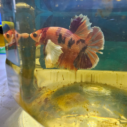 DUMBO CANDY PK L(TAIL IS DAMAGED BUT RECOVERABLE)/漫画大耳，尾巴破损可恢复251184