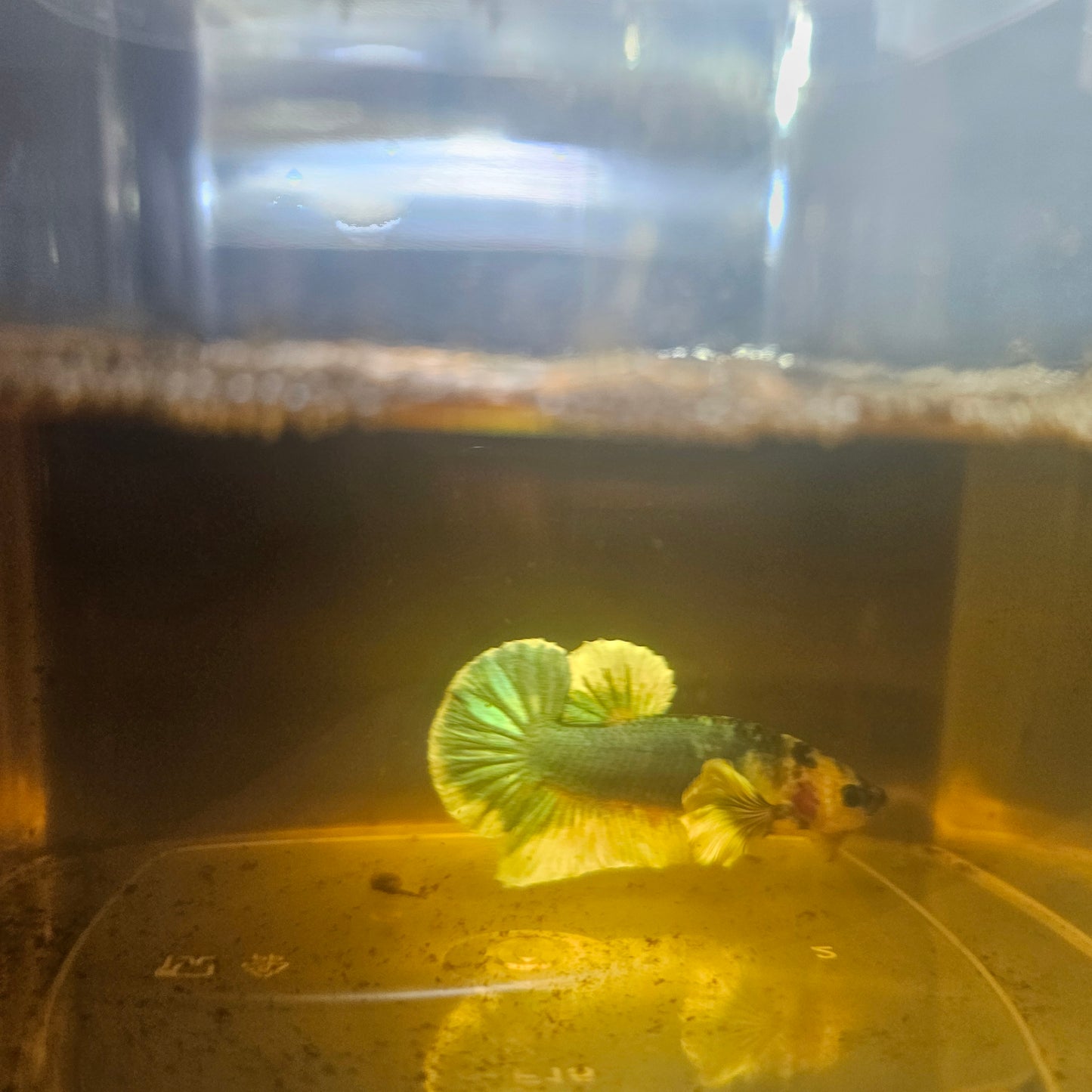 CANDY DUMBO BETTA 260415