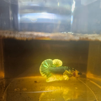 CANDY DUMBO BETTA 260415