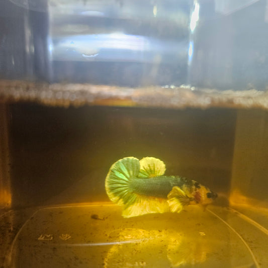 CANDY DUMBO BETTA 260415
