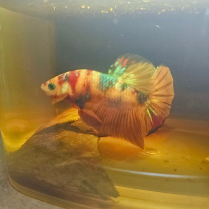 NEMO CANDY BETTA 260444