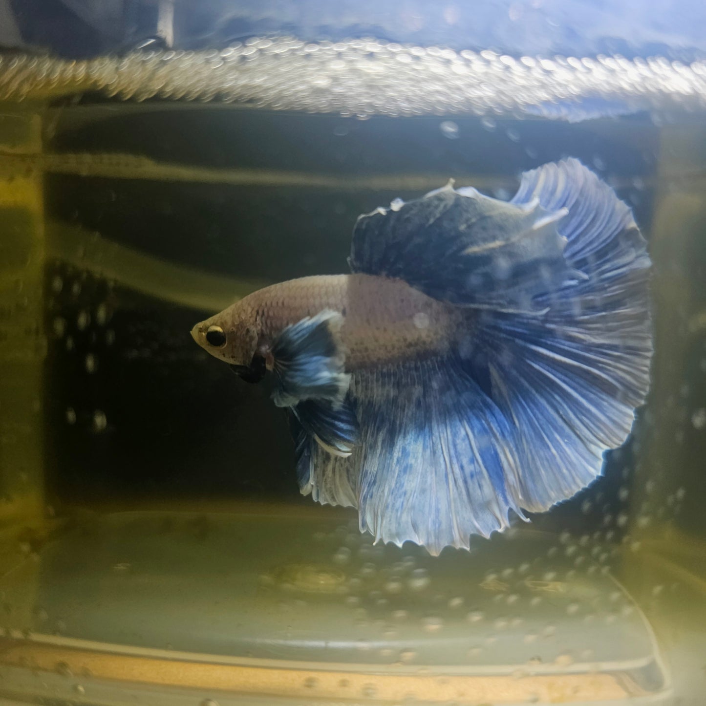 Light Color Dumbo Rosetail Halfmoon Betta 2605A03