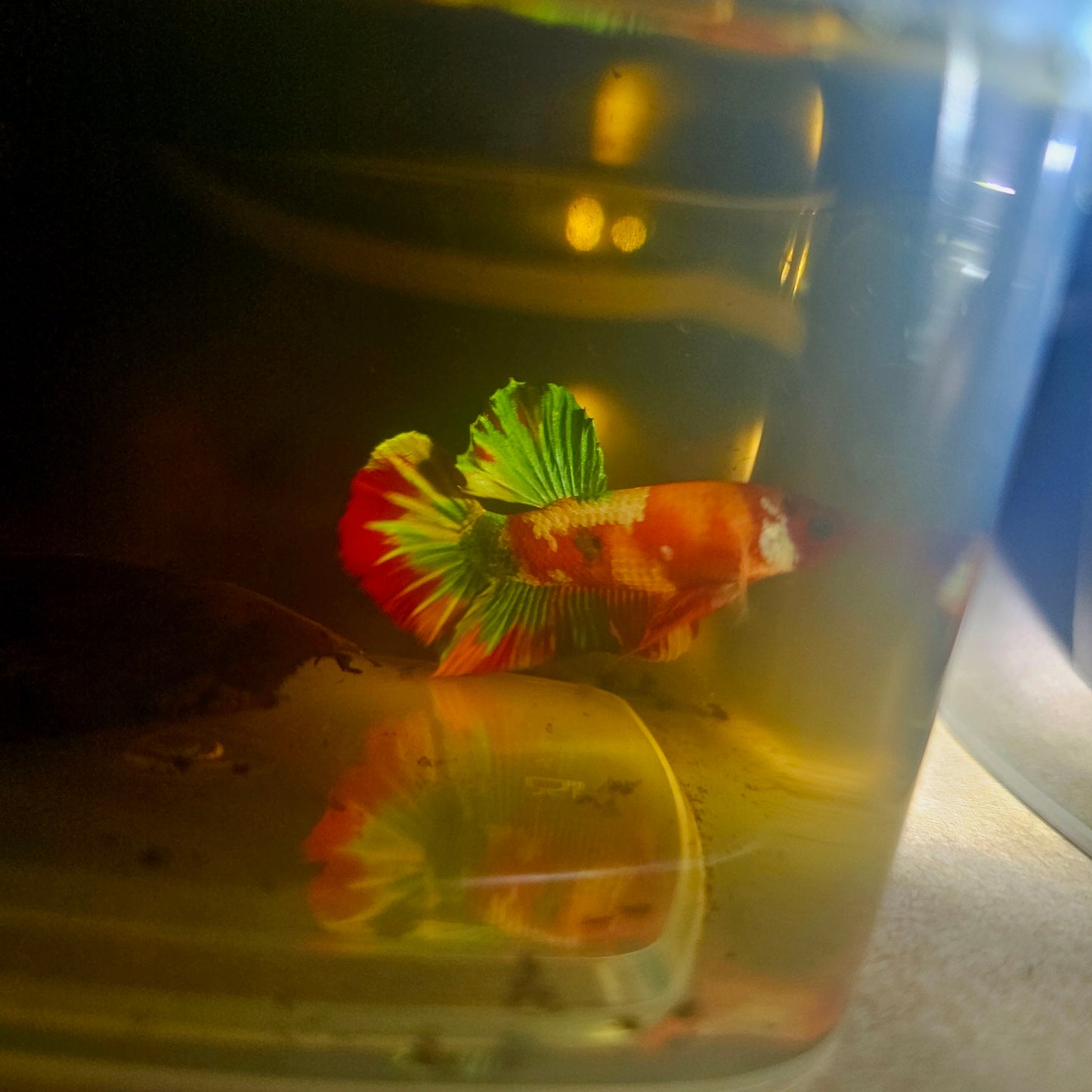 NEMO CANDY BETTA 260404
