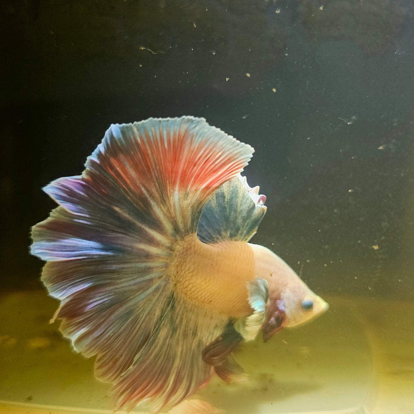 Light Color Maple Leaf Dumbo Halfmoon Betta 2605B39