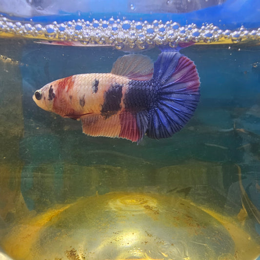 FULL COLOR CANDY FEMMINA（BREEDING GRADE

）/种母级满色糖果251149