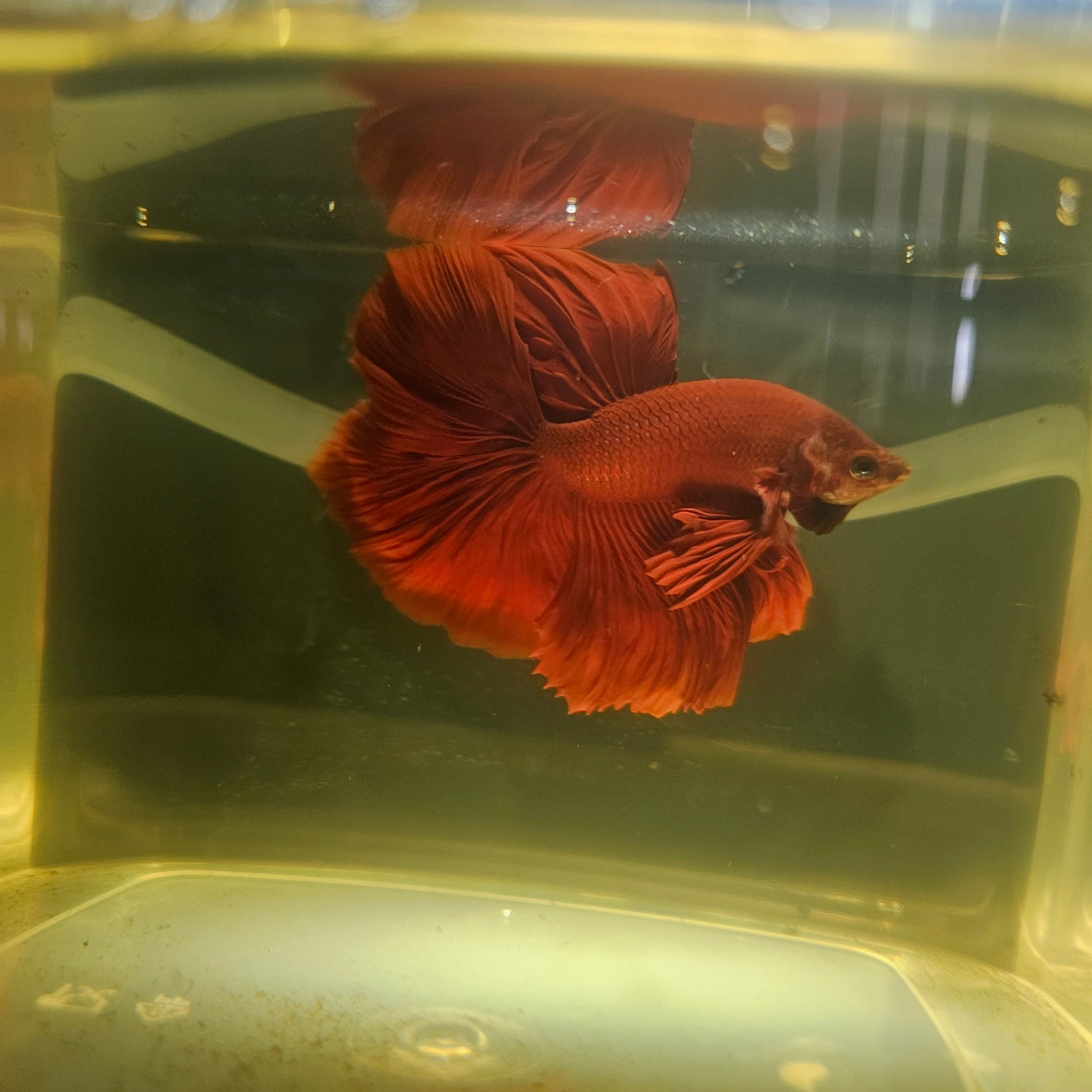 Giant Full Red Rosetail Halfmoon Betta(OHM) 2605A26