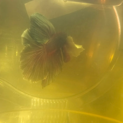 COPPER DUMBO HALFMOON/铜色大耳半月251010