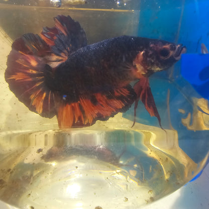 BLUE-ORANGE GIANT 7+/8CM 蓝橙巨斗将军251216