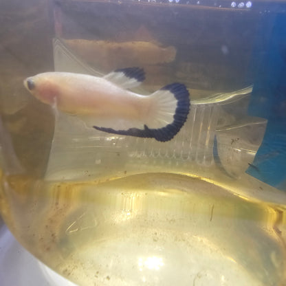 BLUE RIM(BREEDING GRADE)/净身青花种母251107