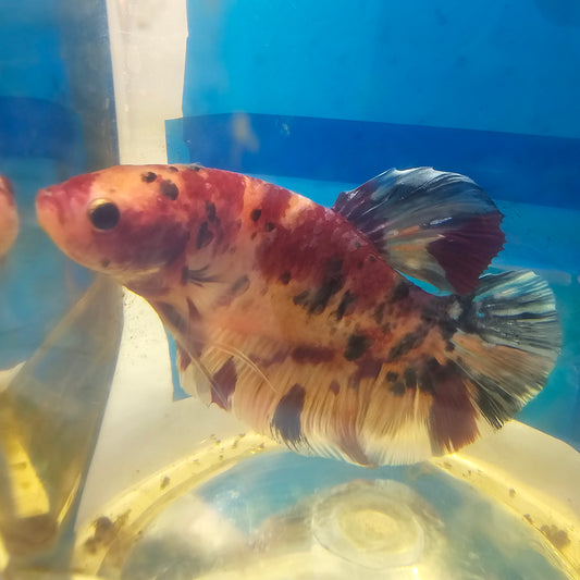 CANDY GIANT 7/8CM 糖果巨斗将军251286