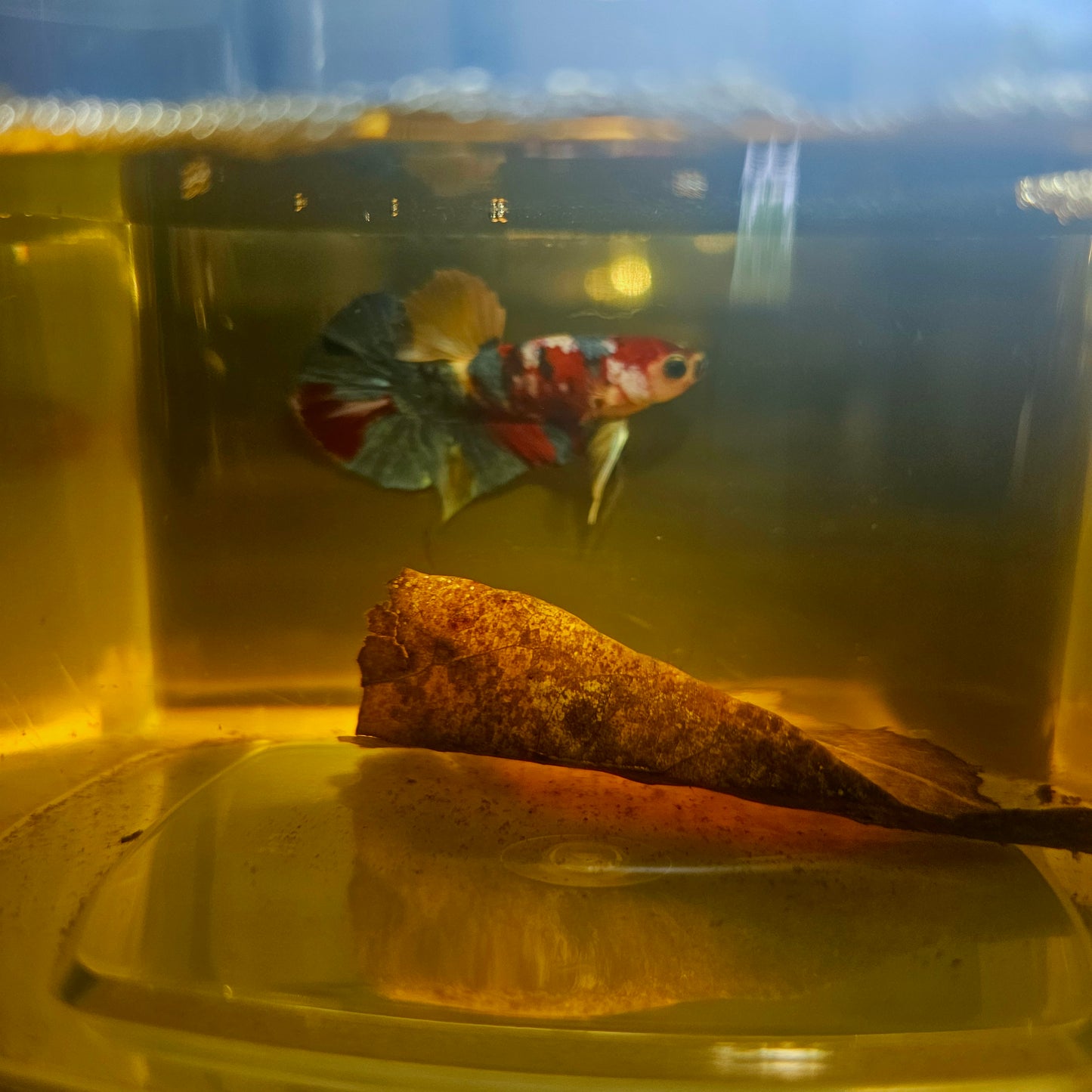 NEMO CANDY GALAXY BETTA 260416