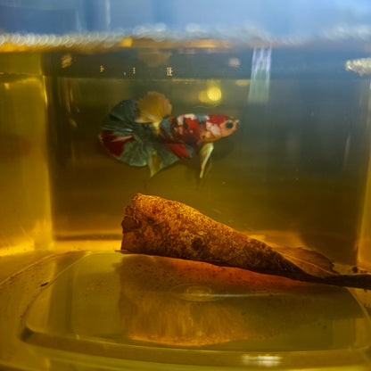 NEMO CANDY GALAXY BETTA 260416