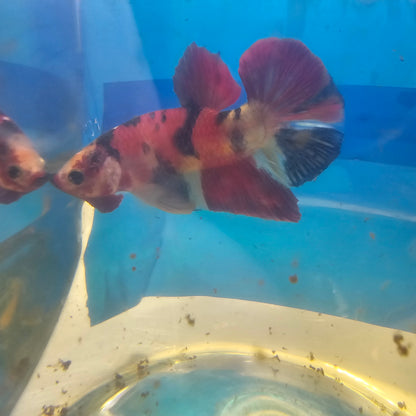 RED CANDY HMPK/红糖果将军251201