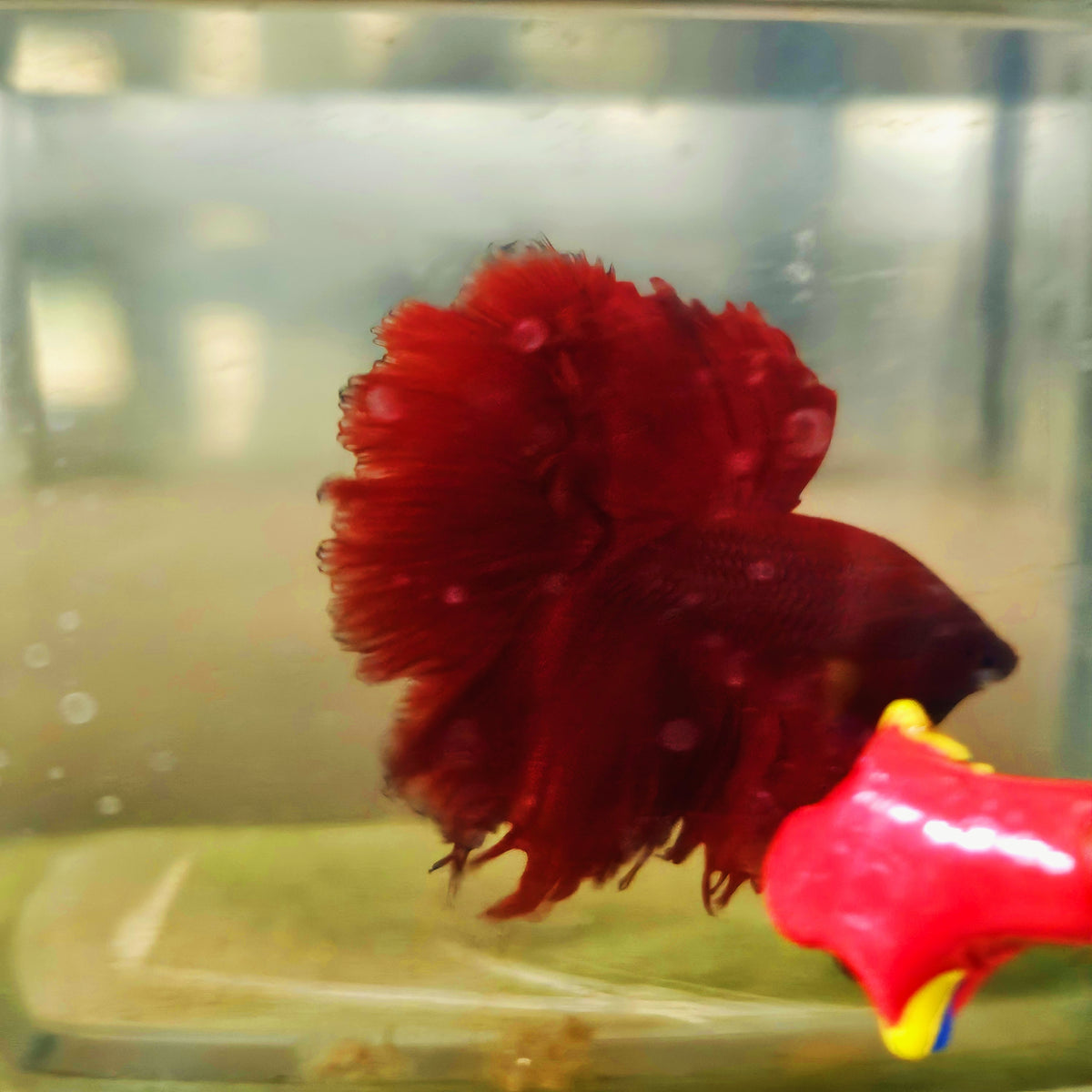 SOLID COLOR SPECIAL TAIL HALFMOON BETTA 260926 premium Betta Fish
