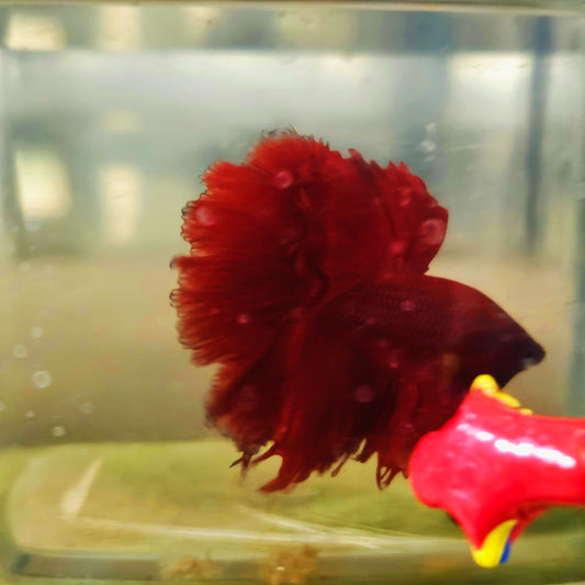 SOLID COLOR SPECIAL TAIL HALFMOON BETTA 260926 premium Betta Fish