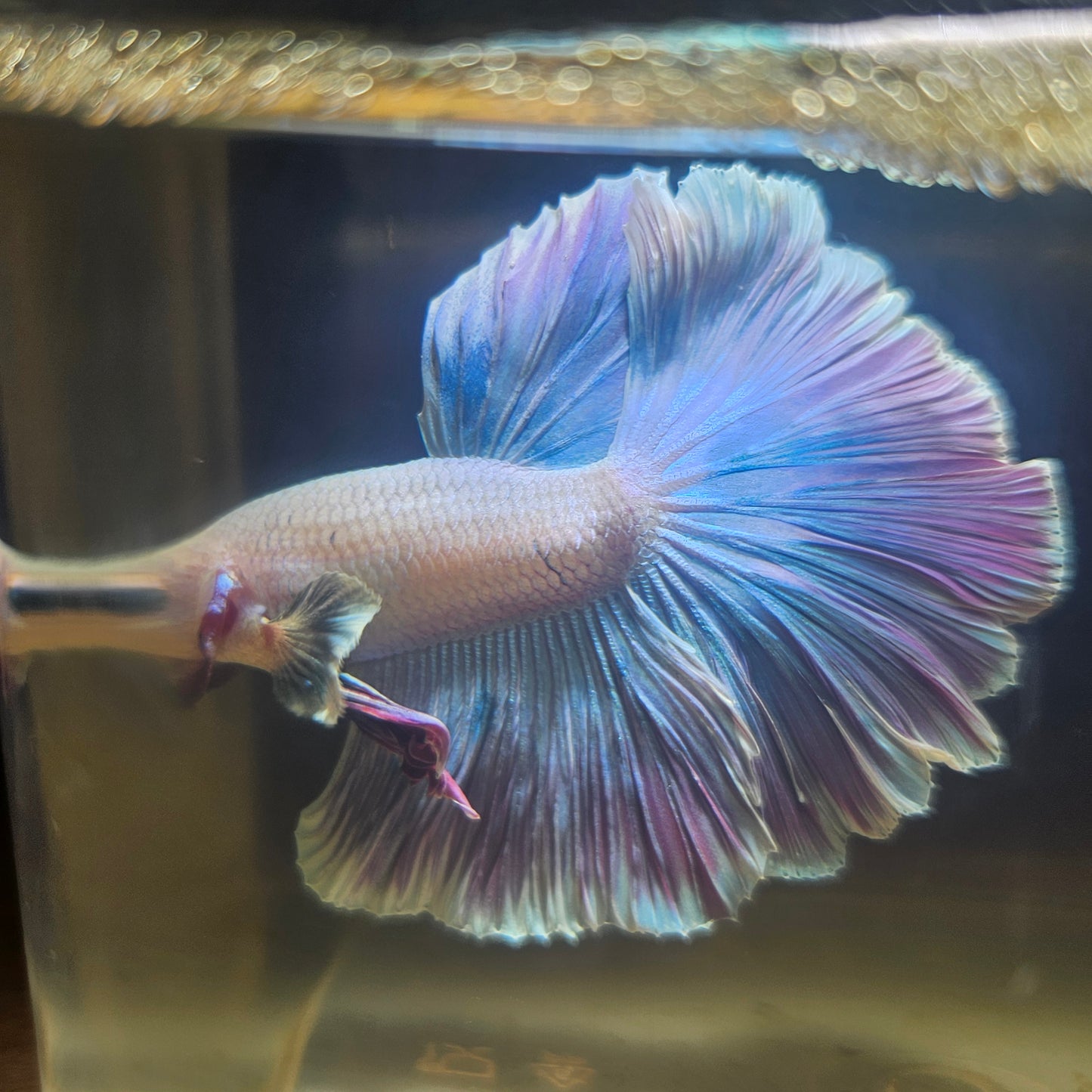 Dark Color Rosetail Halfmoon Betta 2605A54