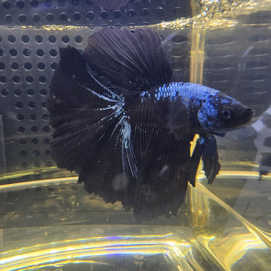 AVATAR GALAXY HALFMOON (OHM) 0656