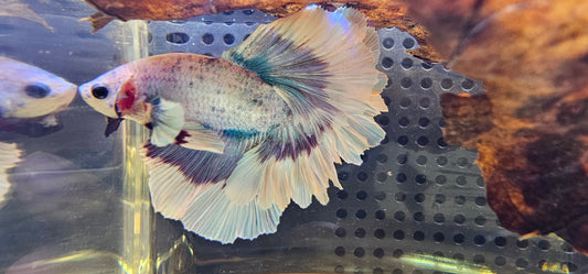 FEATHER TAIL HALFMOON (APACHE) VIOLA 0616