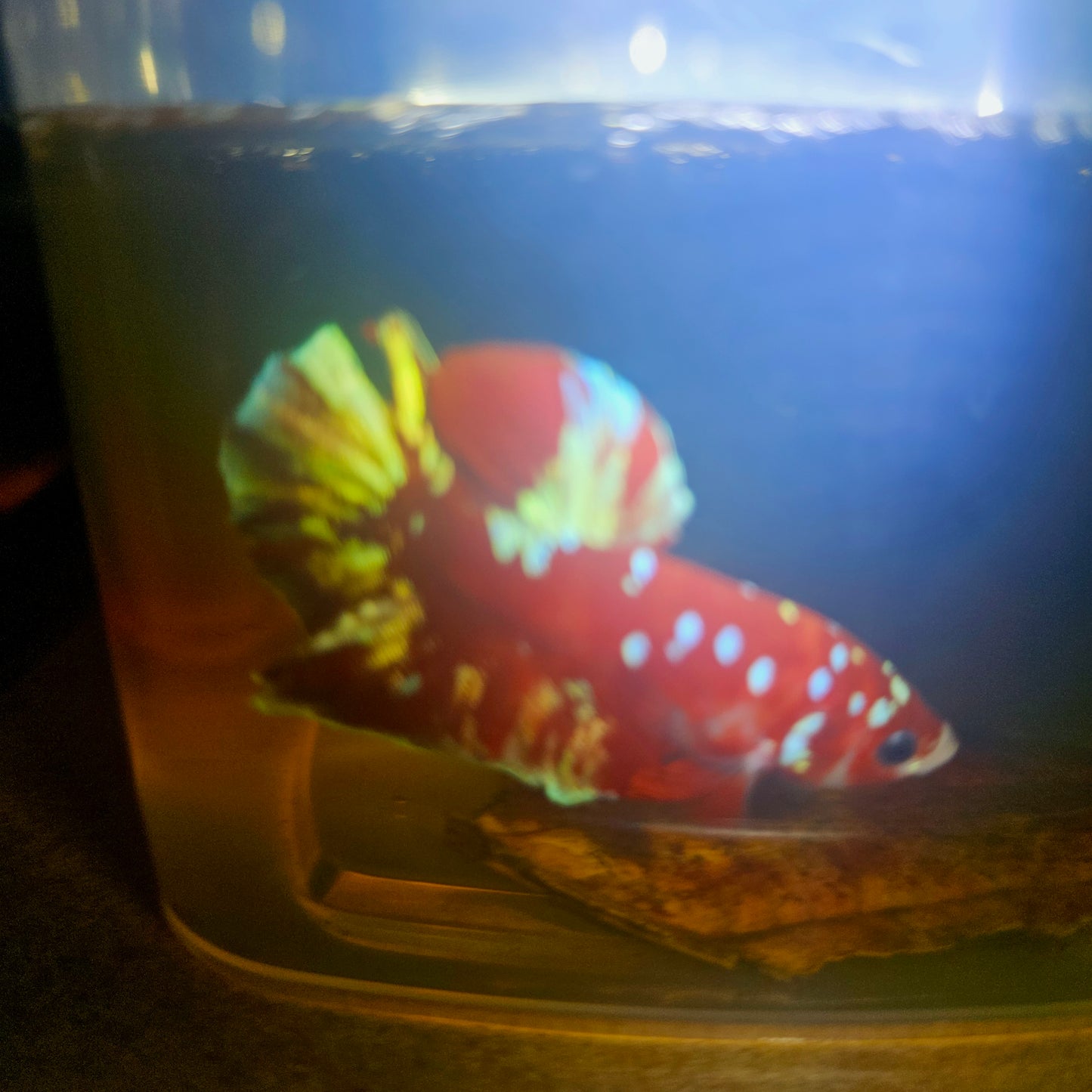 BARONGSAI BETTA 260422