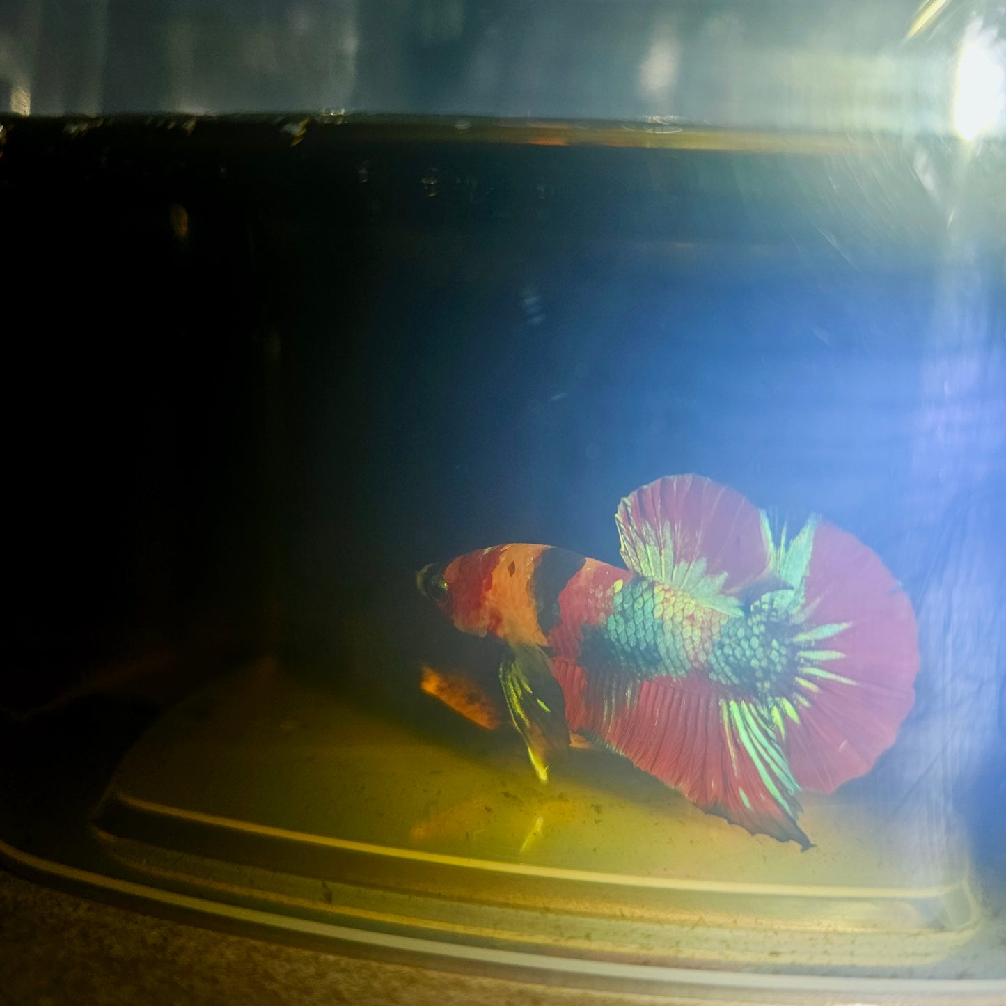 NEMO CANDY BETTA 260405
