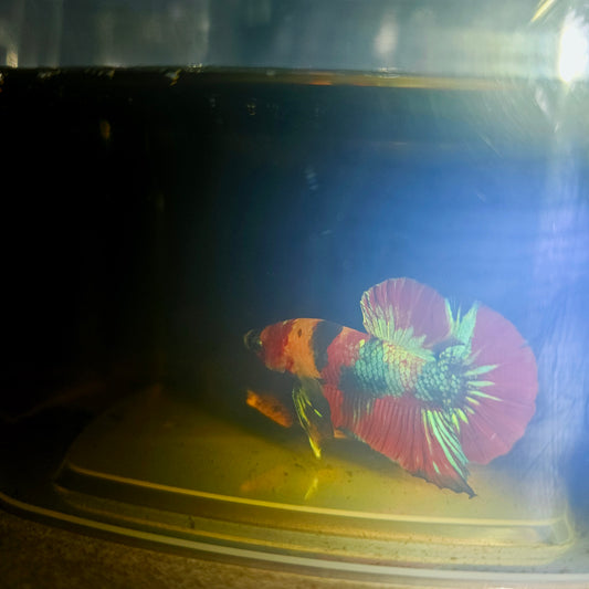 NEMO CANDY BETTA 260405