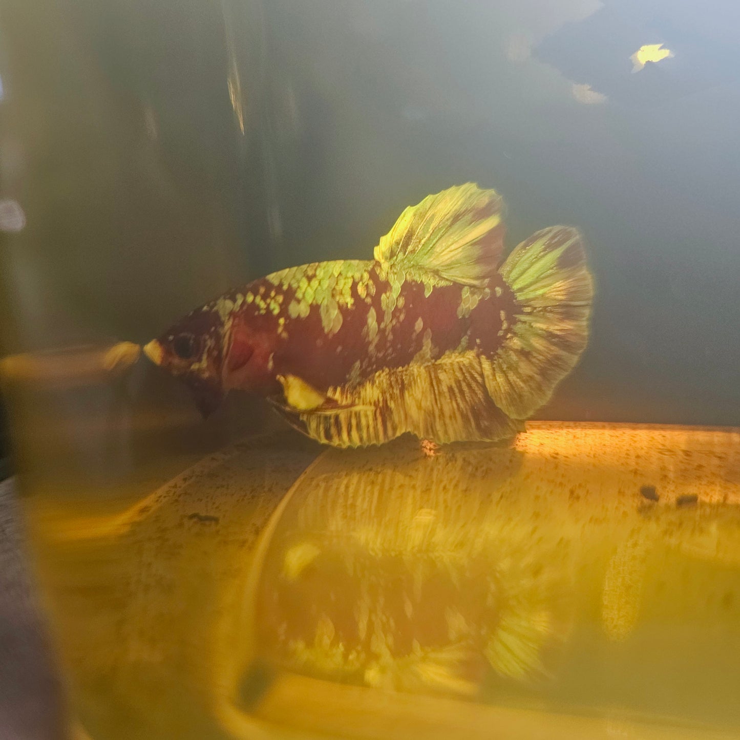 BARONGSAI BETTA 260426