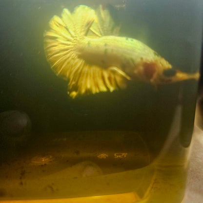METALIC CANDY BETTA 260425