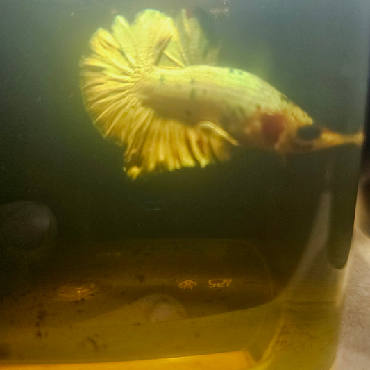 METALIC CANDY BETTA 260425