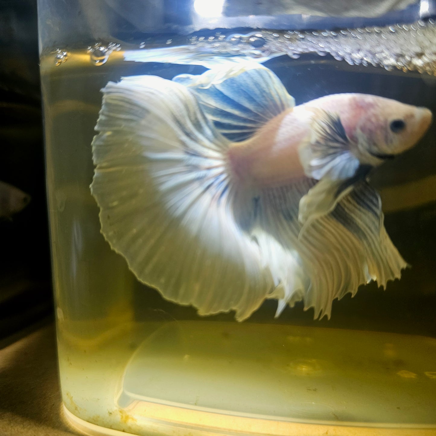 Light Color Dumbo Rosetail Halfmoon Betta 2605A19