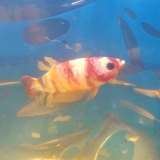 CANDY PK FEMMINA/糖果将军种母251241