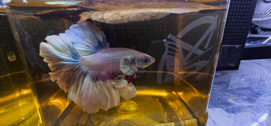 FEATHER TAIL HALFMOON (APACHE) GRIGIO E VIOLA 0617
