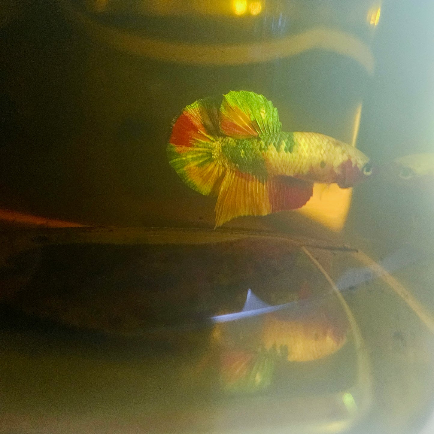 NEMO CANDY BETTA 260419