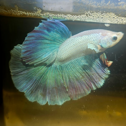 Light Color Halfmoon Betta 2605B38