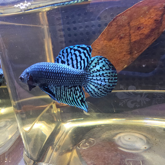 WILD BETTA ALIEN  CODA CHITARRA, BLUE 0628