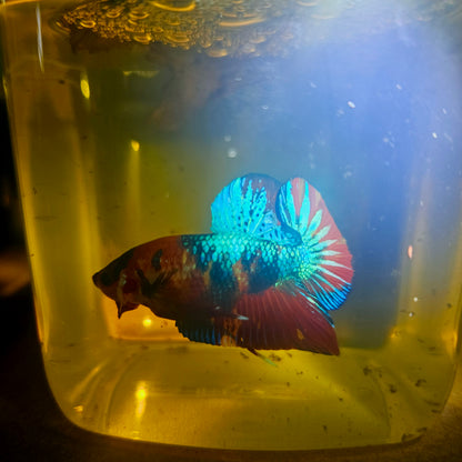 METALIC CANDY BETTA 260491