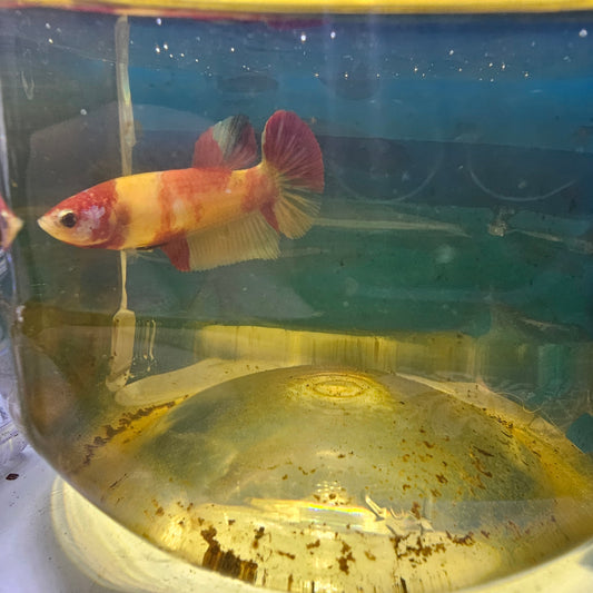 FULL COLOR “TOMATO AND EGG”CANDY（BREEDING GRADE

）/种母番茄鸡蛋251187