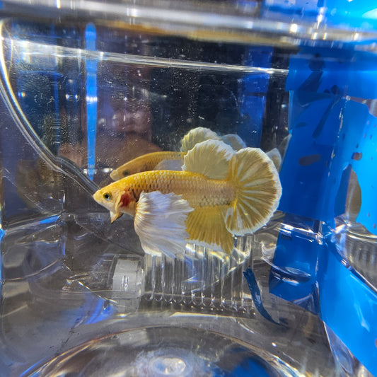 SUPER DUMBO GOLD 250986