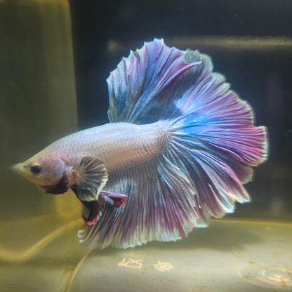 Dark Color Rosetail Halfmoon Betta 2605A54